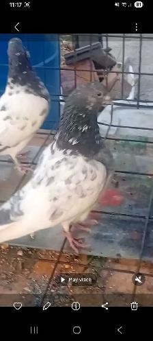 sialkoti chuwa pair - Photo 3