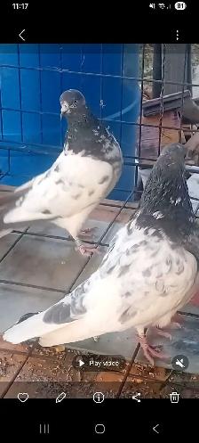 sialkoti chuwa pair - Photo 4