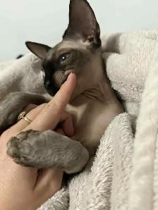 Sphynx femelle - Photo 2