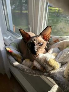 Sphynx femelle - Photo 4