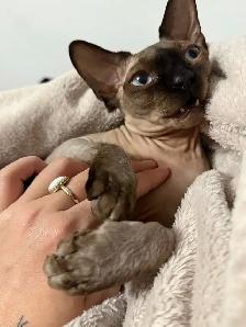 Sphynx femelle - Photo 5