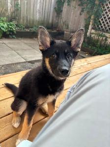 Pet Sitting & Home Care — Trusted, Attentive | Ottawa - Photo 4