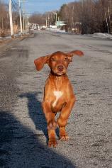 Pet Sitting & Home Care — Trusted, Attentive | Ottawa - Photo 5