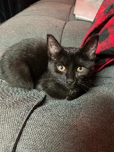 kitten for sale due to my son is allergic:(