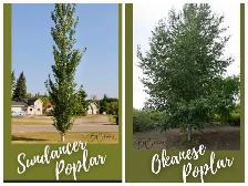 Okanese and Sundancer Poplar Trees