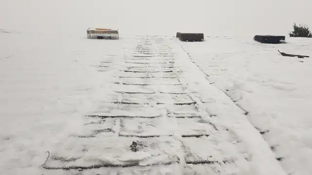 Need Pest Control - Photo 2