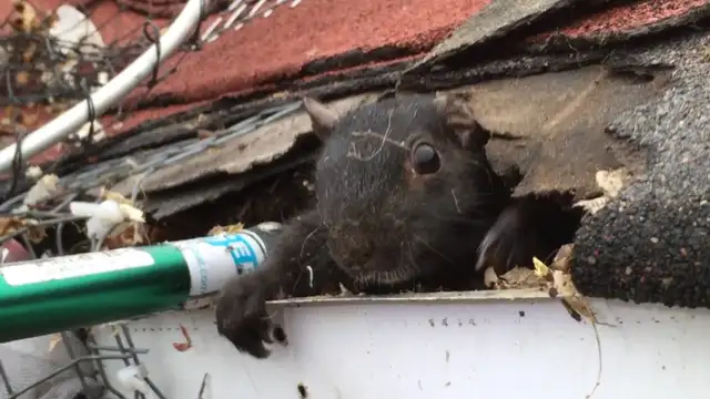 Need Pest Control - Photo 5