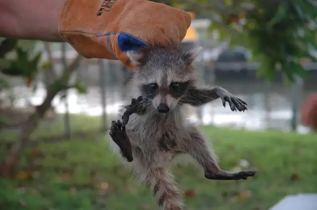 Need Pest Control - Photo 6