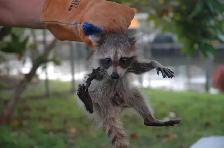 Need Pest Control - Photo 6