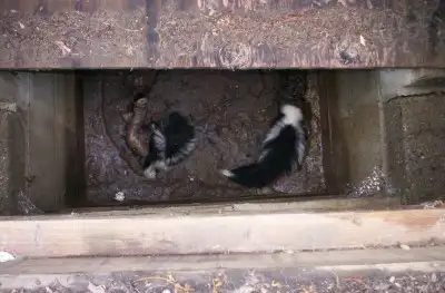 Need Pest Control - Photo 7