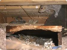 Need Pest Control - Photo 8