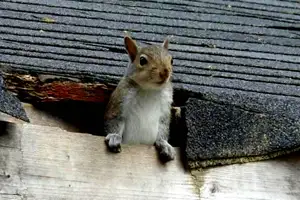 Need Pest Control - Photo 9