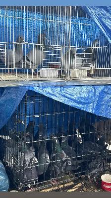 barn pigeons - Photo 2