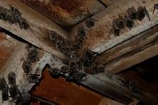 Need Pest Control - Photo 4