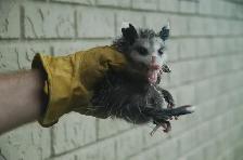 Need Pest Control - Photo 6