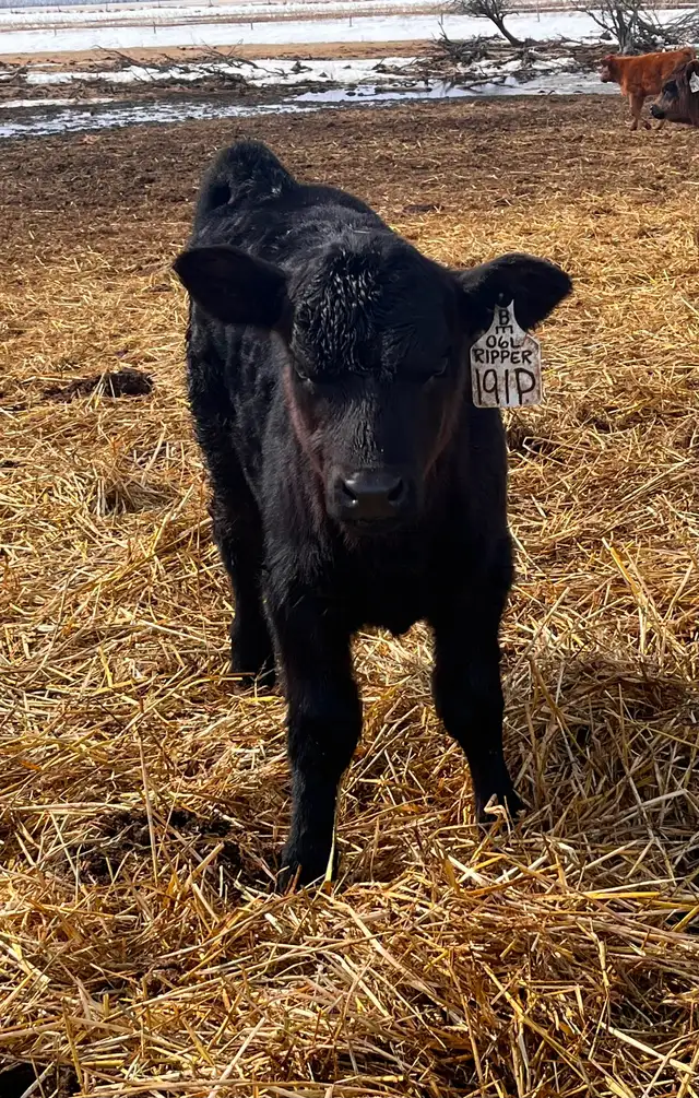 30 day old heifer calf