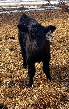 30 day old heifer calf