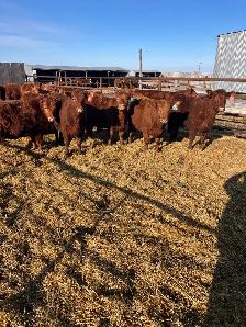Replacement Heifers