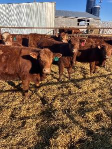 Replacement Heifers - Photo 2