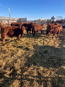 Replacement Heifers - Photo 3