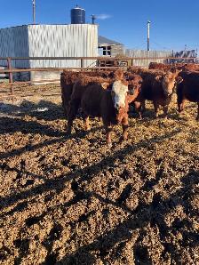 Replacement Heifers - Photo 4