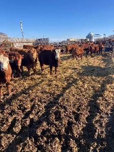 Replacement Heifers - Photo 5