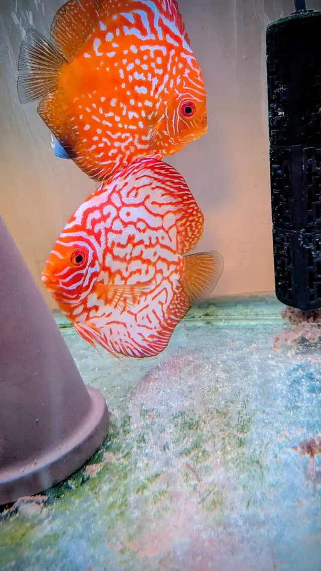 Discus 2.5 pouces