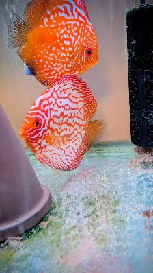 Discus 2.5 pouces