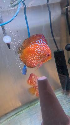 Discus 2.5 pouces - Photo 2
