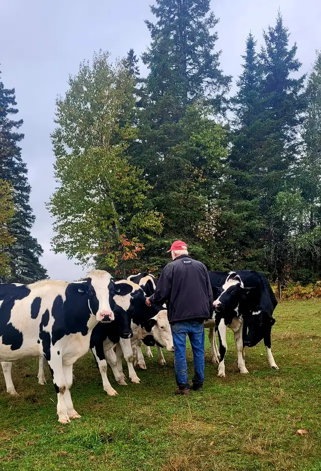 FRESH HOLSTEIN HEIFERS