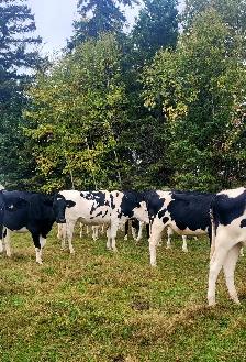 FRESH HOLSTEIN HEIFERS - Photo 3