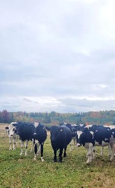 FRESH HOLSTEIN HEIFERS - Photo 5
