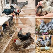 SILVERUDD ISBAR CHICKS