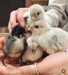 SILVERUDD ISBAR CHICKS - Photo 2