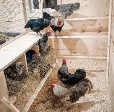 SILVERUDD ISBAR CHICKS - Photo 3