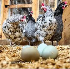 SILVERUDD ISBAR CHICKS - Photo 4