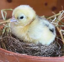 MOSAIC CHICKS - Photo 2