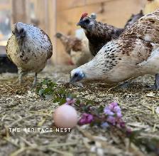 MOSAIC CHICKS - Photo 3