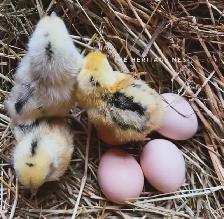 MOSAIC CHICKS - Photo 4