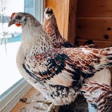 MOSAIC CHICKS - Photo 7