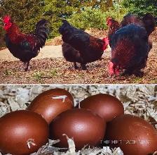 BLACK COPPER MARAN - Photo 4