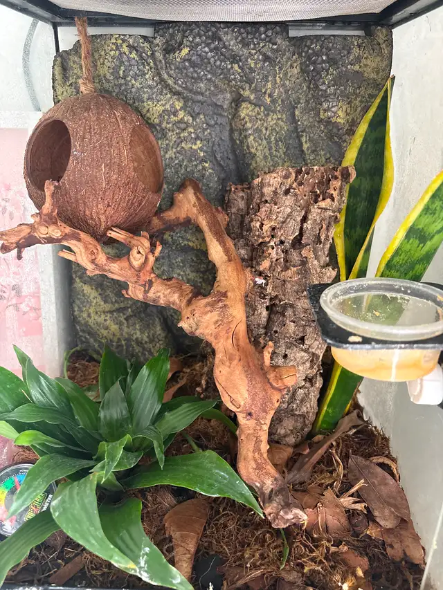 Gecko à crête terrarium