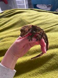 Gecko à crête terrarium - Photo 2