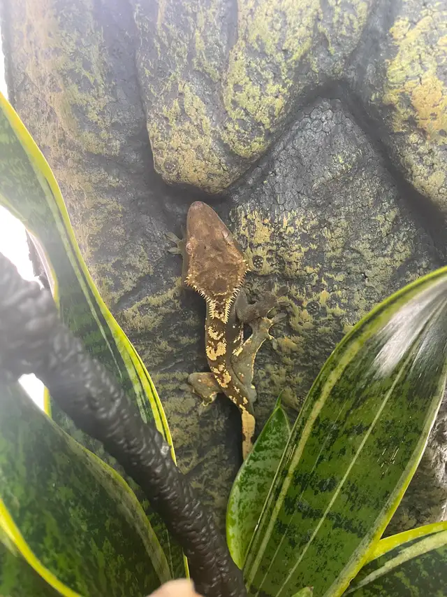 Gecko à crête terrarium - Photo 3