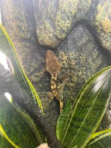 Gecko à crête terrarium - Photo 3