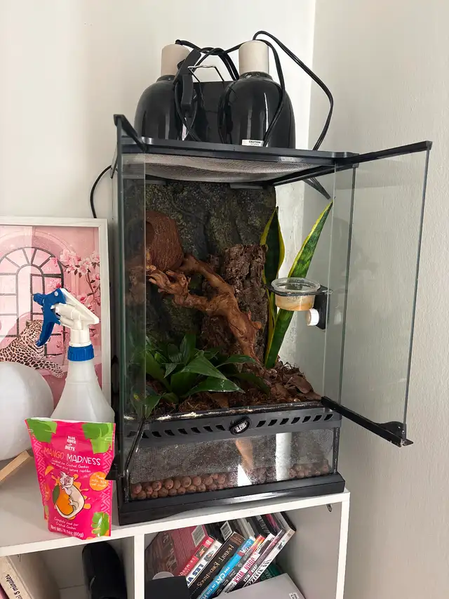 Gecko à crête terrarium - Photo 4