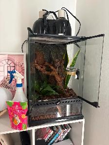 Gecko à crête terrarium - Photo 4