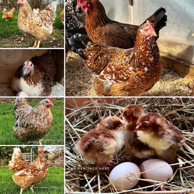 SWEDISH FLOWER CHICKS