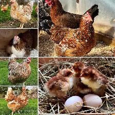 SWEDISH FLOWER CHICKS