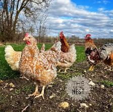 SWEDISH FLOWER CHICKS - Photo 2